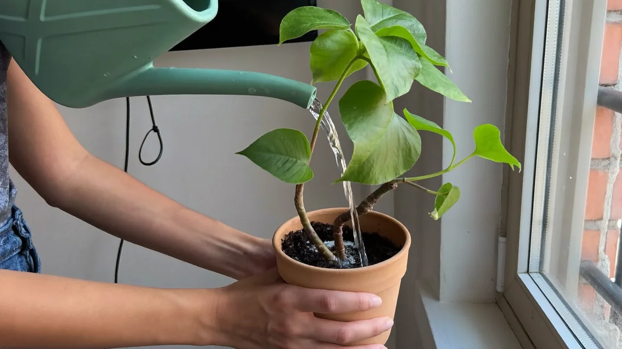 観葉植物の鉢に水やりをしている手元
